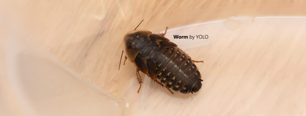 dubia roach worm by yolo