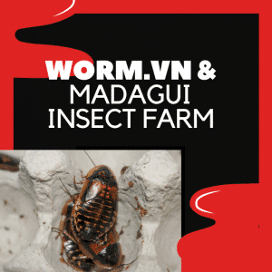 worm hop tac cung madagui insect farm